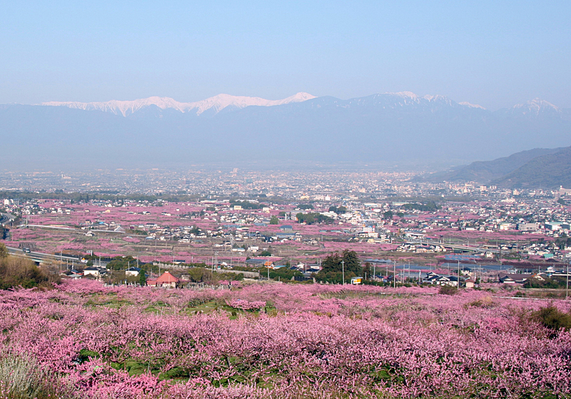 桃色に染まる笛吹市の風景